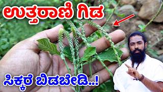 ಉತ್ತರಾಣಿ ಗಿಡದ ಶಕ್ತಿ ತಿಳಿದರೆ ಶಾಕ್ ಆಗ್ತೀರಿ | Mane Maddu Kannada | Uttarani Gida Uses in Kannada