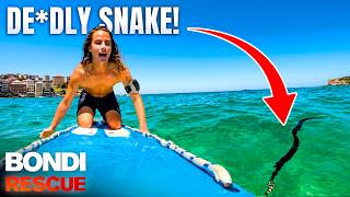 Bondi's Most DANGEROUS Animals