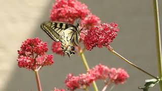 Swallowtail, papilio machaon, Schwalbenschwanz