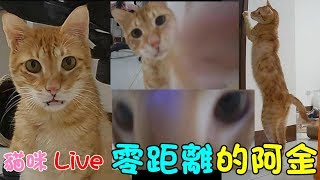 貓咪Live實況#343 零距離接觸阿金！親親、打打、凝視、拉長~無限賣萌 20200224 (MiMi醬＆黑妞＆阿金＆黑輪 歐戀)