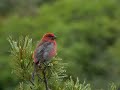 ギンザンマシコ　pine grosbeak