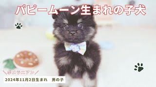 ポメラニアン 男の子 2024年11月2日生まれ パピームーンで生まれた男の子 ブラック＆タン