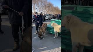 中亚示威想咬人，从车上一跃而下，摔了个底朝天 狗市 中亚牧羊犬 猛犬