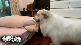 Alan went to visit his mother's room because his father had gone out. Great Pyrenees