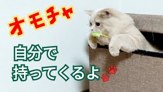 オモチャ箱から自分でオモチャを持ってくる猫【マンチカン】ねこじゃらし