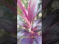 dhanya chandran_phytology. beautiful ti plants. cordyline plants. short