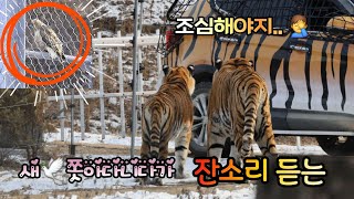 [2025,1,8] 새🕊친구 따라 다니다가 아빠🤦‍♂️ 잔소리 듣는 귀요미들 🐯🐯