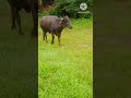 പോത്ത് കർഷകർ അറിഞ്ഞിരിക്കേണ്ട കാര്യങ്ങൾ. buffalo farming in kerala. pothu valarthal kerala.