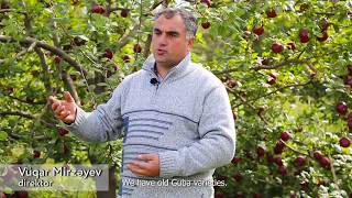 Apple garden in Guba ENG subt