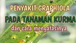 Penyakit Graphiola pada Tanaman Kurma dan cara mengatasinya