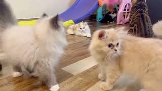 Semi punch persian cat for selling | delivery all over india |ragdoll,Siberian ,persian \u0026 bengal cat