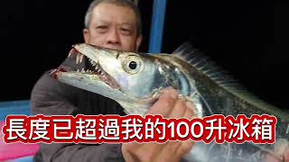 船海釣黃鰭帶魚都公斤級2,5出水全船連新手也釣破萬大咬