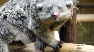 ビントロングのソルト(のいち動物公園)