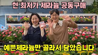 봄 선물, 유럽제라늄, K제라늄 행운 랜덤박스 공동구매,  금방소진됩니다. 주문은 설명글, 댓글상단 링크