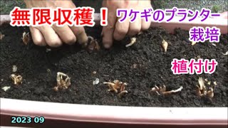 無限収穫！ワケギのプランター栽培 【 植付け】2023 09