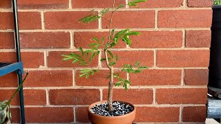 Acacia tree bonsai_2 years development throughout pruning and repot