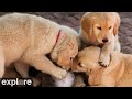 Nursery at Warrior Canine Connection | Highlights