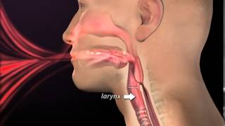 Introduction Normal Respiration and Swallow