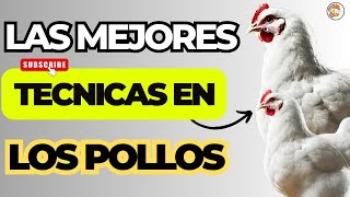 🏆 Lo Que los Mejores Productores de Pollos de Engorde NO Te Cuentan 🌟