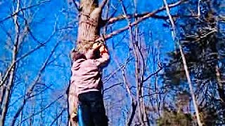 Cutting dead/dry limbs off oak tree using ladder and Stihl chainsaw