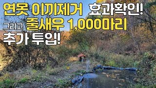 생이 새우 1,100마리 이끼제거 효과 확인! 그리고 줄새우 1,000마리 추가 투입! 월동준비