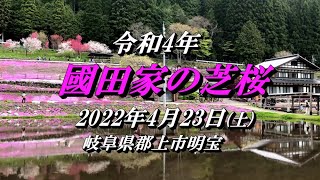 2022.4.23(土) 〈令和4年〉『 國田家の芝桜』が今年も満開 !!  【岐阜県郡上市明宝】