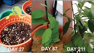 How to grow Atemoya from seeds (Taiwan Variety)