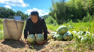 太神奇了，随意丢的种子，没想到长得这么多，有地的你也要种