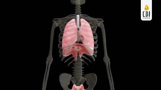 3D Animation: Depicting the coordination between the diaphragm and pelvic floor muscles