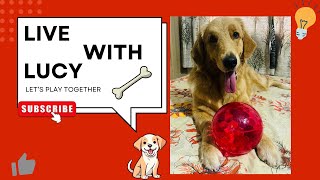 [EP 04]:Live Stream | Golden Retriever Lucy’s Daily Life |Dog Vlog