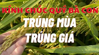 Thăm lúa Đài Thơm 8 vụ Đông Xuân chuẩn bị ăn Tết