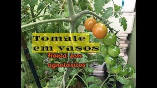 Tomate em vasos - Horta do Ditian - dicas de cultivo