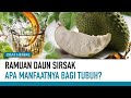 Beragam Manfaat Daun Sirsak dan Ketahui Efek Sampingnya Bagi Kesehatan | Obat Herbal