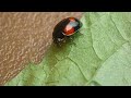 face washing ladybug