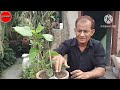 ট্রপিক্যাল জবার মাটি তৈরি থেকে পরিচর্যা tropical hibiscus how to grow u0026 care with success