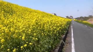 2014.04.08　荒川自転車道の菜の花