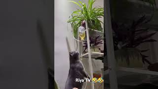 நிம்மதியா தூங்குங்கோ பாட்டி🤣 #shorts #catlover #cat #dubbingtamil#dubbing #funnycat #fun#funnyvideos