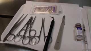 Video 4: Anaesthesia \u0026 Surgery of a Dwarf Hamster at Toa Payoh Vets