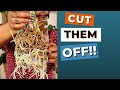 Trim Your Plant Roots for INSTANT Better Growth