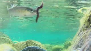 Chehalis river fishing for trout and having some fun!