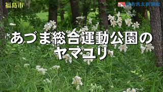 あづま総合運動公園のヤマユリ