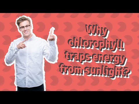 What helps to trap sunlight?