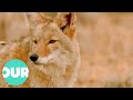 Incredible Story Of A Coyote & The Last Free Condor In The Grand Canyon | Our World