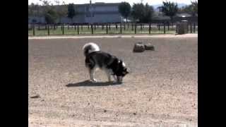 ROSY FINDS A BALL