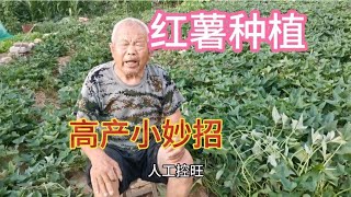 红薯控旺不用打农药，只需这样掐一掐，亩产能达上万斤，厉害