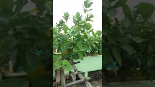 ছাদের উপর লাউ মাচা আর আকন্দ ফুলের গাছ 🌼🌼🌼।..... #shorts #nature #viral