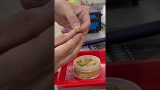 眼淚餌正確鉤法 ｜#蝦場老闆的眼淚｜龜毛拔拔｜釣蝦｜钓虾｜罗氏虾｜虾场