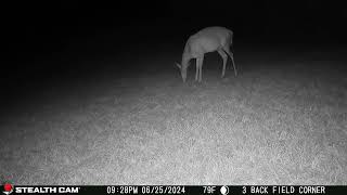 06 25 24  928 01pm Deer eating in the back field. #deer #wildlife #whitetaildeer