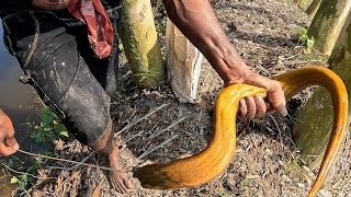 বড়শি দিয়ে বড় কুচিয়া মাছ ধরার পদ্ধতি | Best Traditional Eel Fishing Technique By Hook