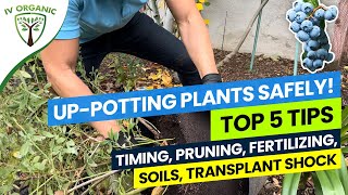 Top 5 Tips: Up-Potting Plants Safely